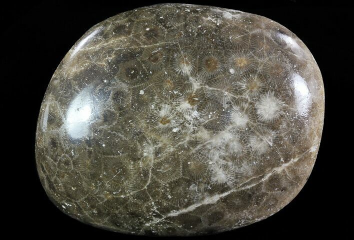 Polished Fossil Coral Head - Morocco #73926
